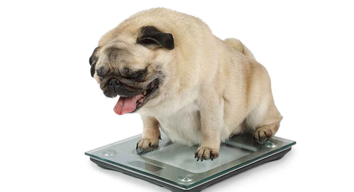 are pugs healthy