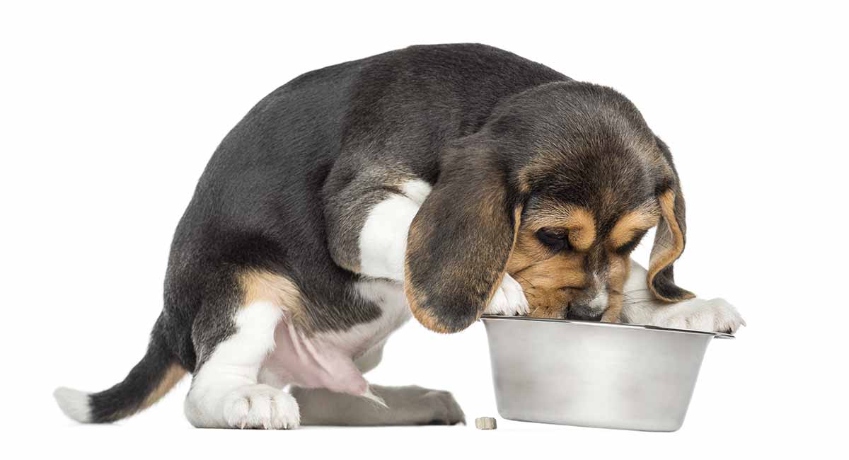 what to feed beagle puppy