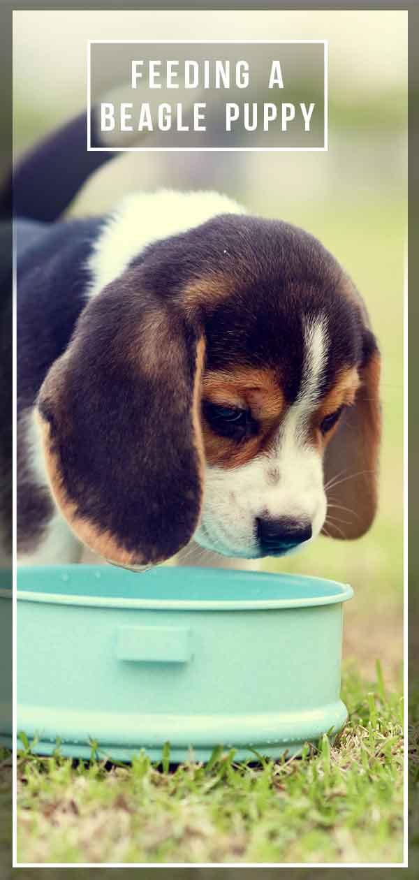 feeding a beagle puppy
