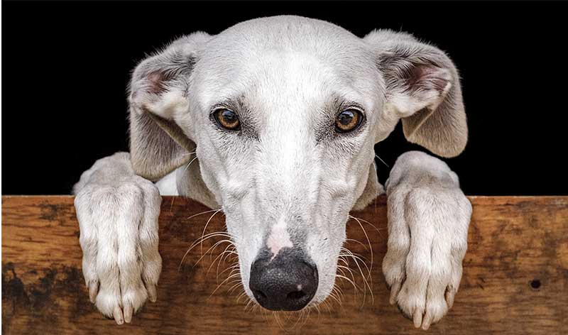 Spanish Dog Breeds: Discover The Fabulous Dog Breeds From Spain