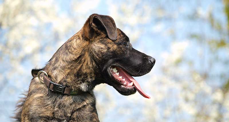 Brindle german best sale shepherd lab mix