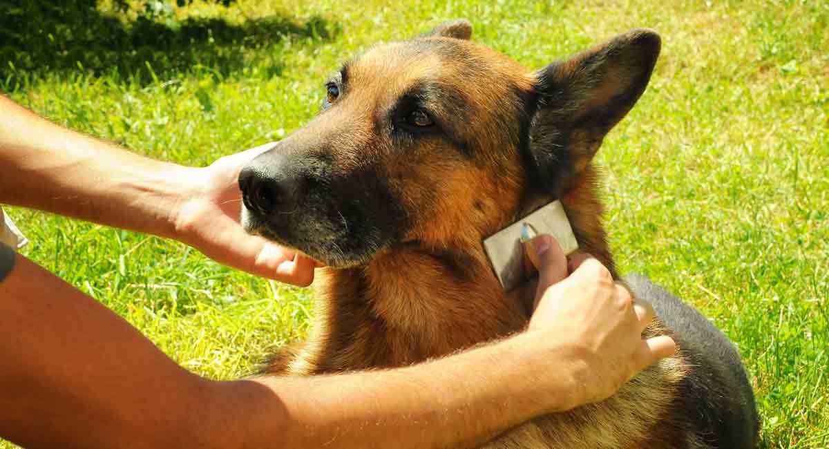 German Shepherd Grooming - Your Guide to Caring for Your Dog