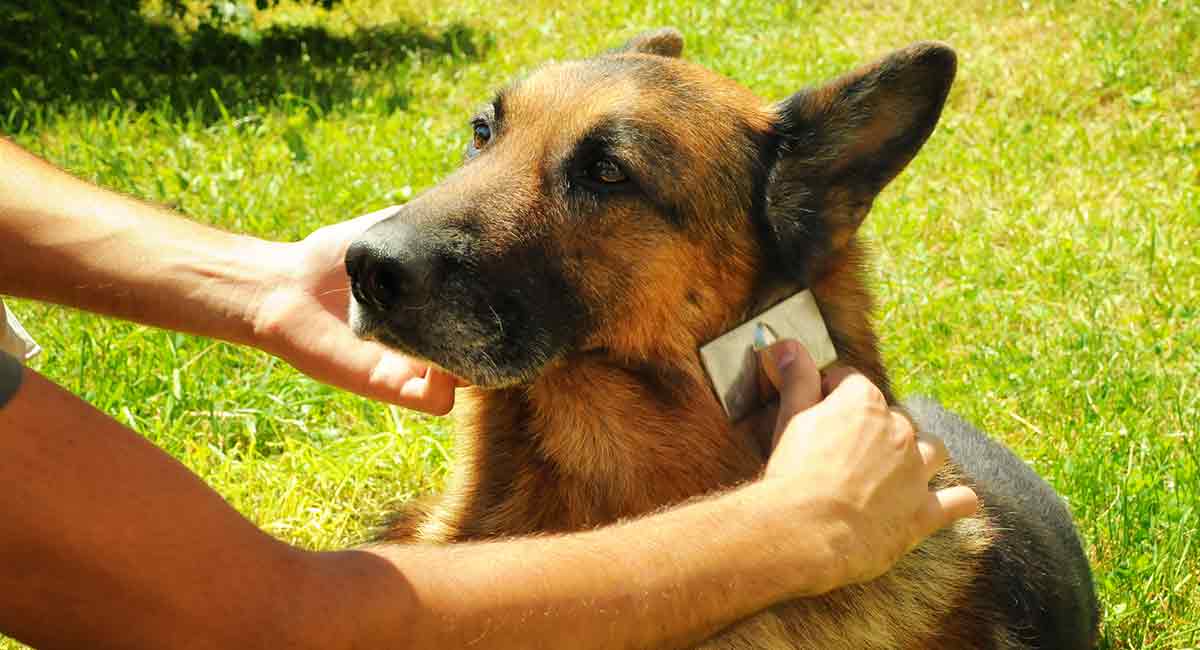 german shepherd grooming cost