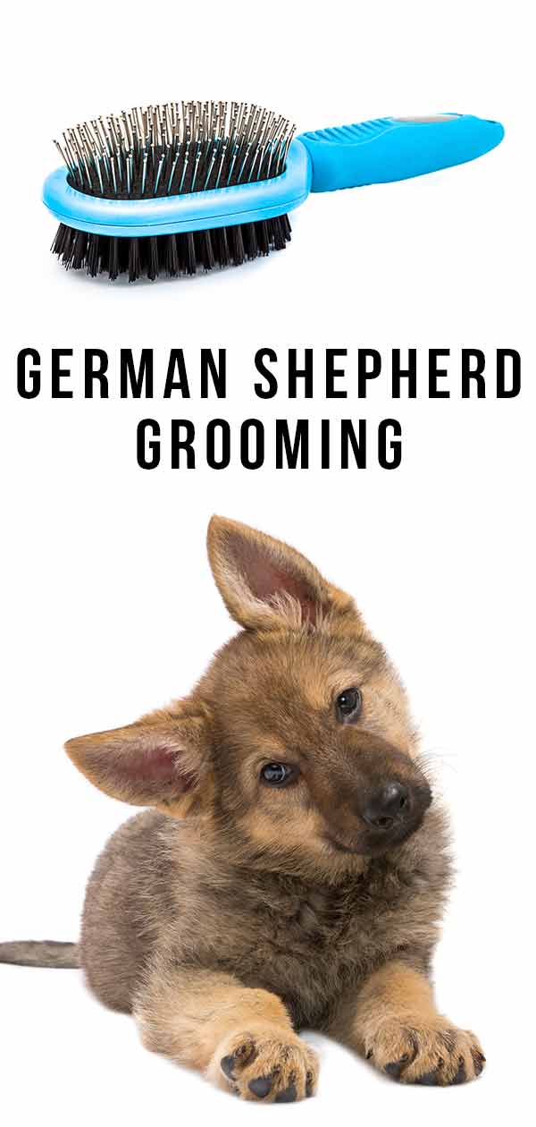 German Shepherd Grooming