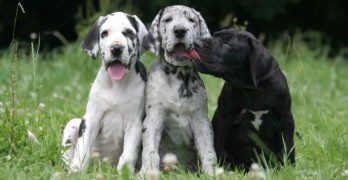 white merle great dane