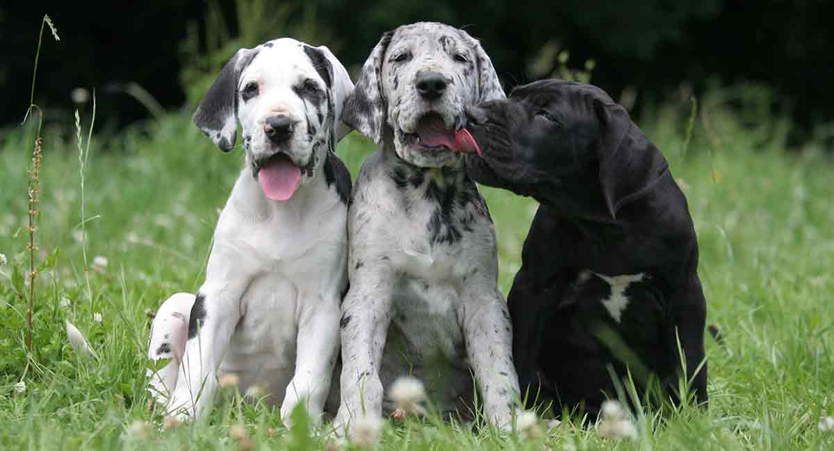 Three Great Dane colors, black and white, merle and black