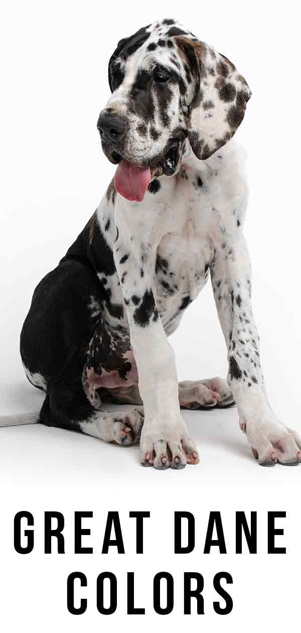 Great Dane Color Chart