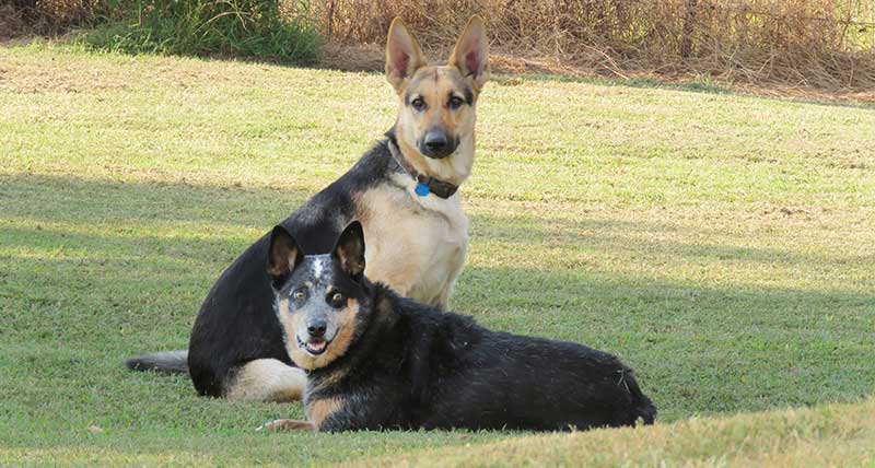 german shepherd cattle dog mix puppies