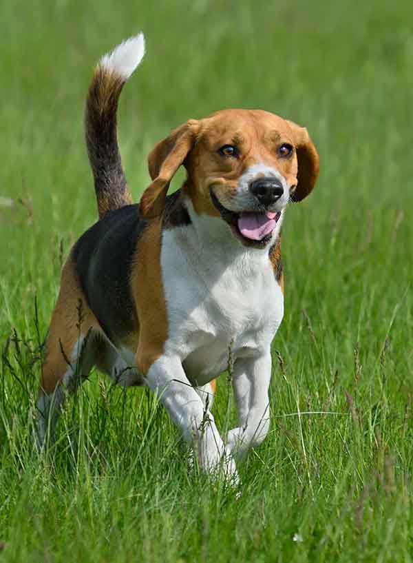 happy beagle dog running