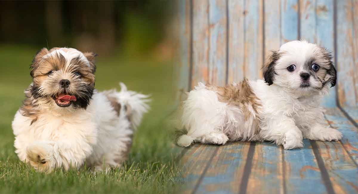 what is the difference between havanese and shih tzu