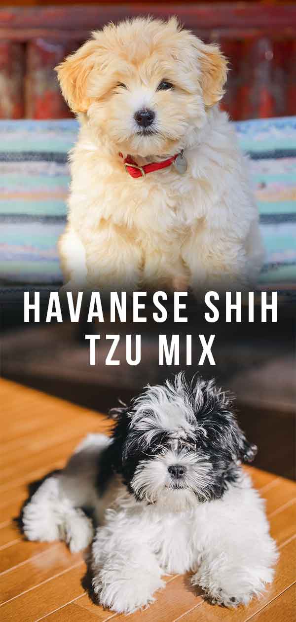 reputable havanese breeders