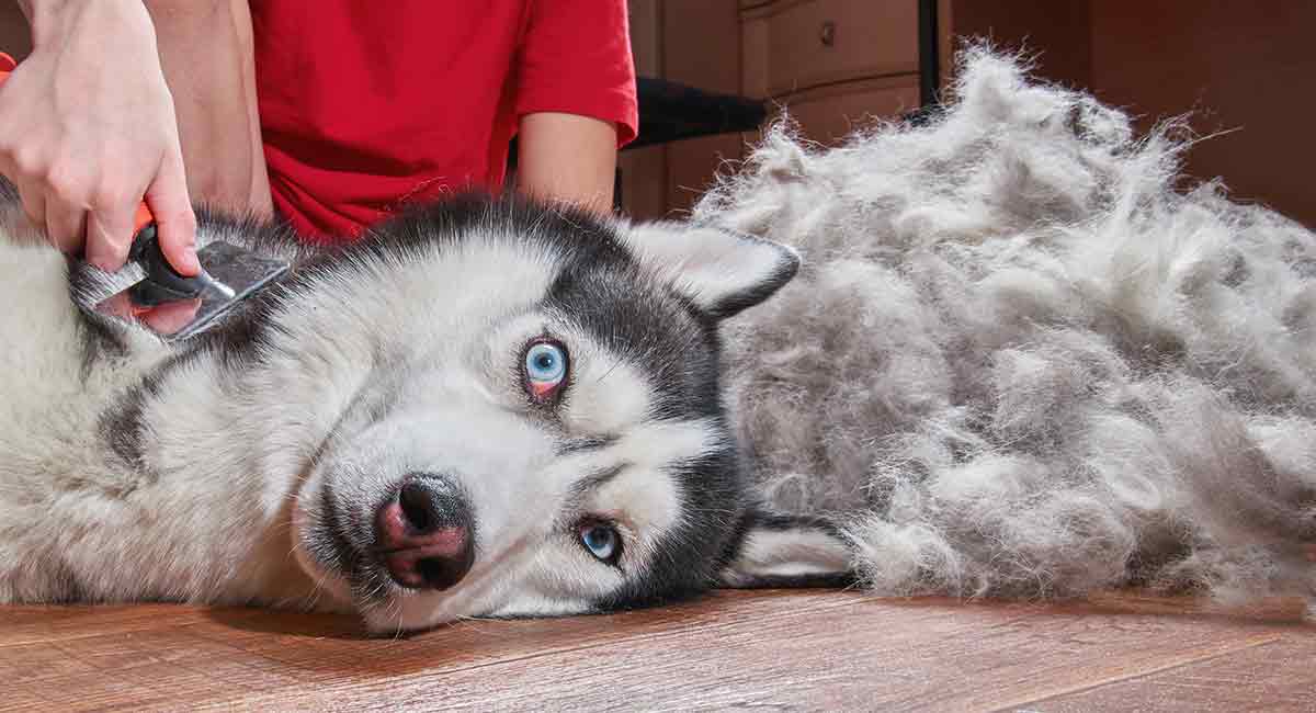 when do huskies get their first period