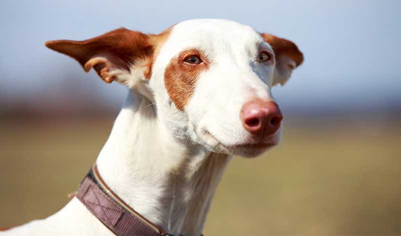 are andalusian hounds smart dogs