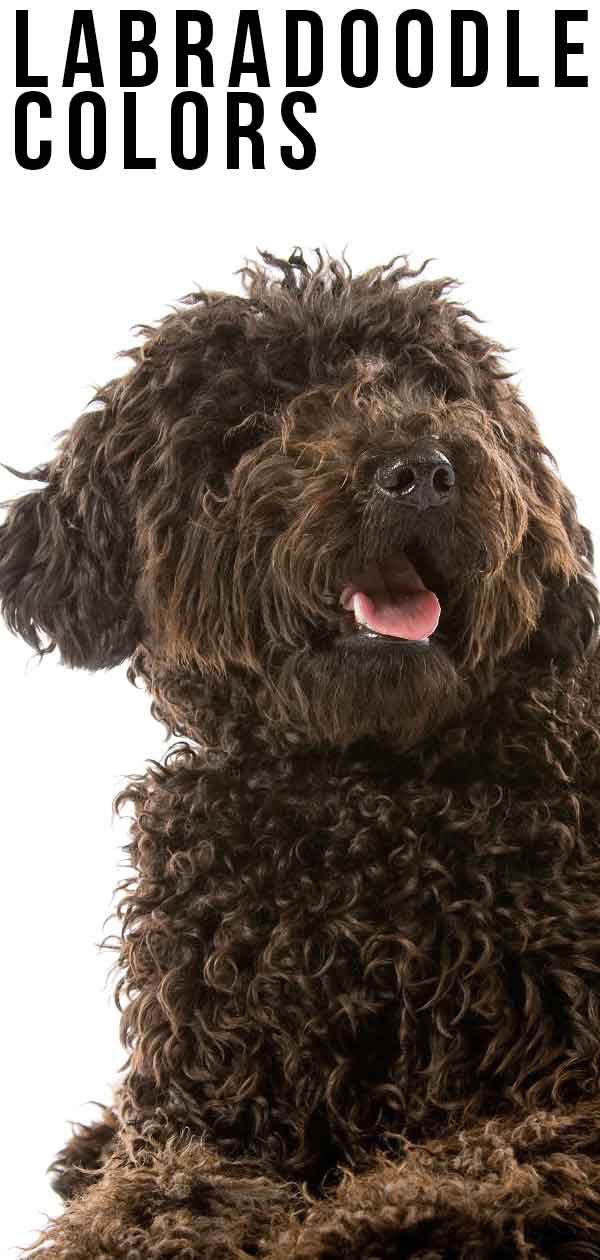 Labradoodle Color Chart