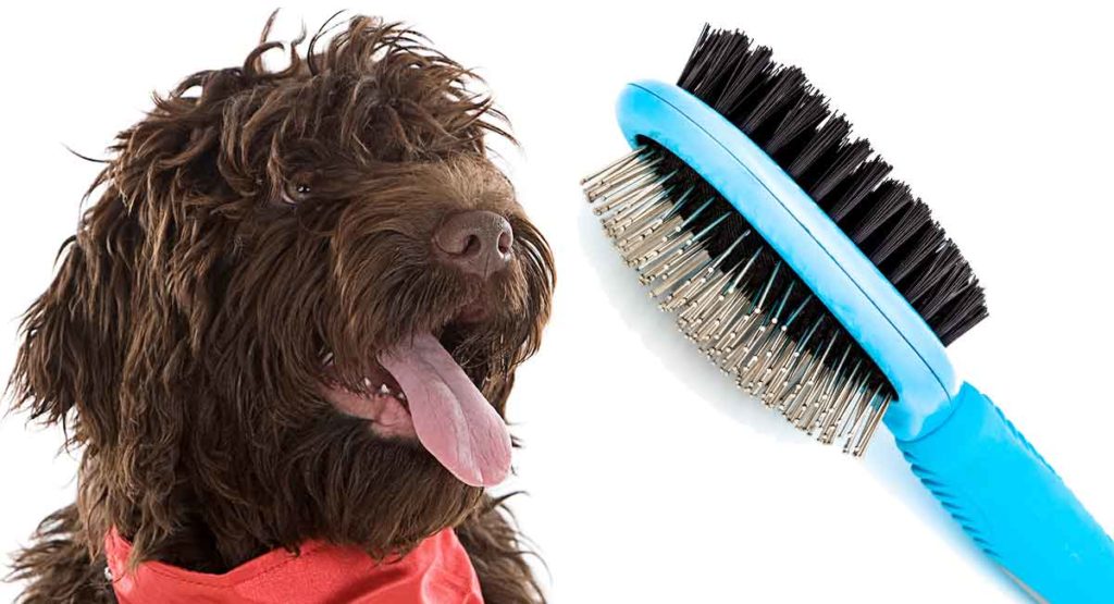 Labradoodle Grooming Guide With Videos