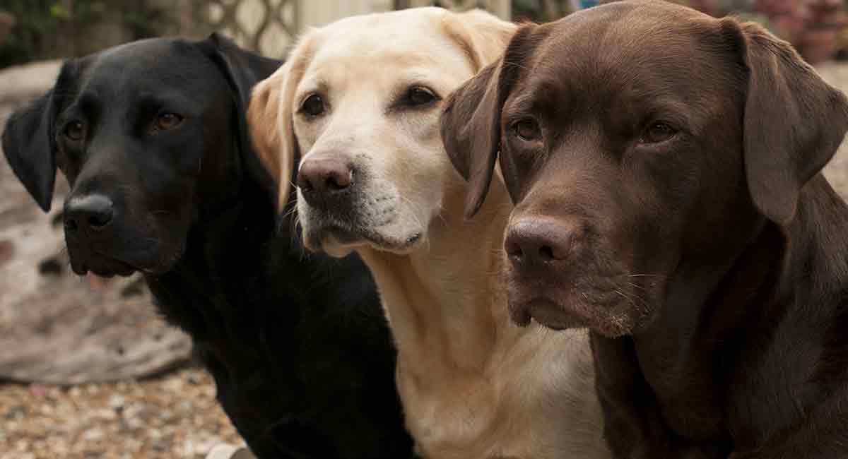 Couleurs du Labrador