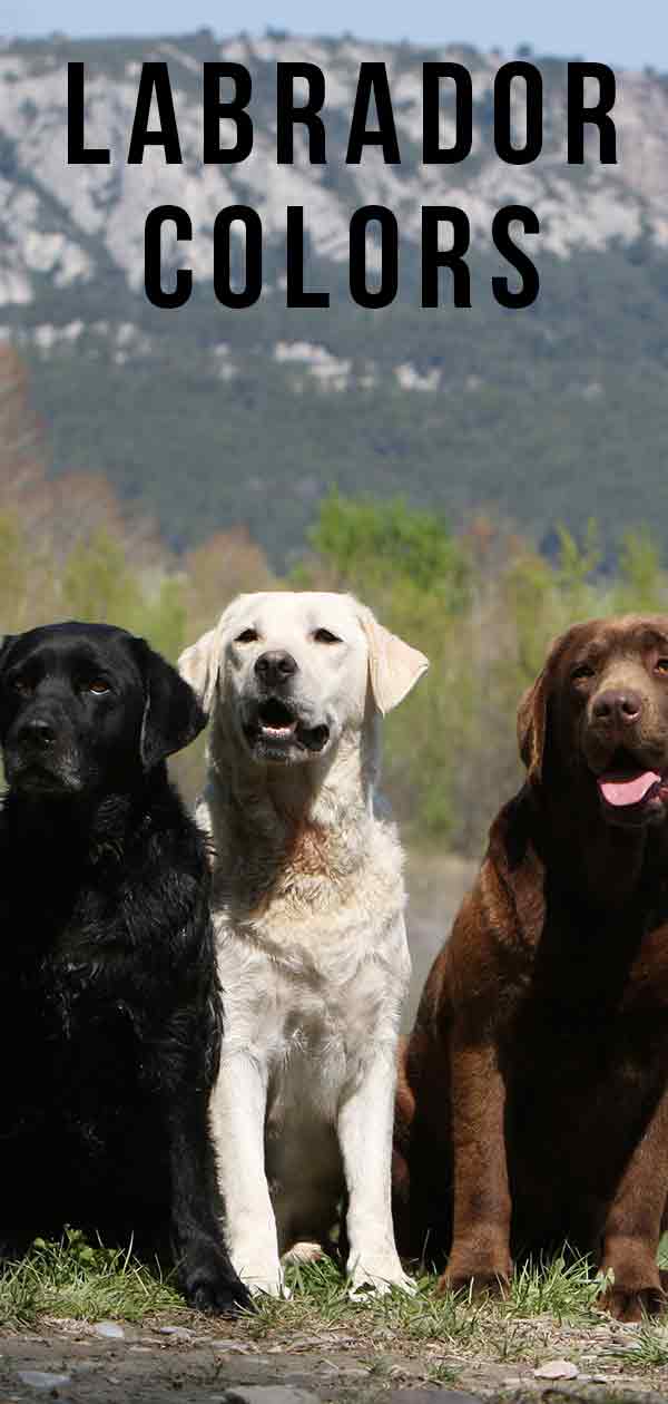 Labrador kleuren