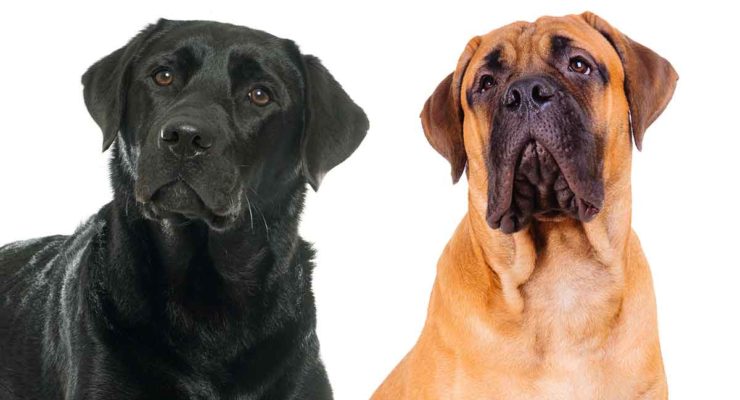 Mastiff Lab Mix - A Complete Guide To The Mastador Dog