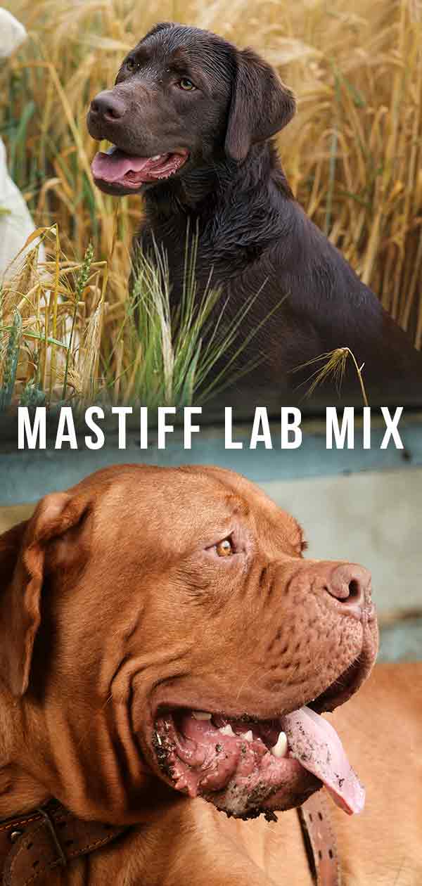 how big will a lab mastiff mix get