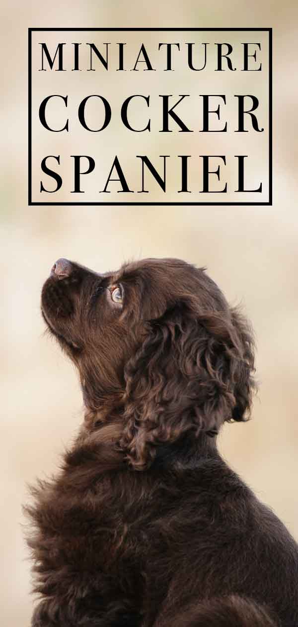 Miniature Cocker Spaniel Is This Dog Right For You