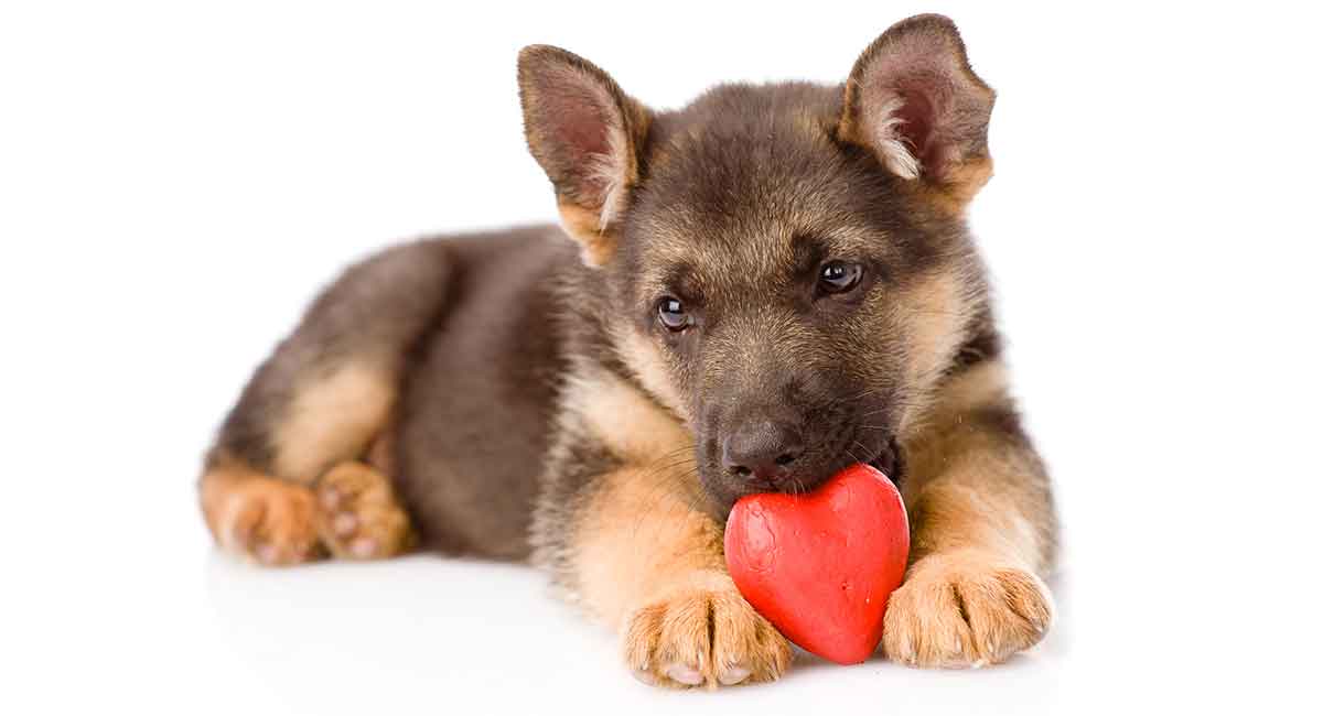 what is the smallest breed of german shepherd