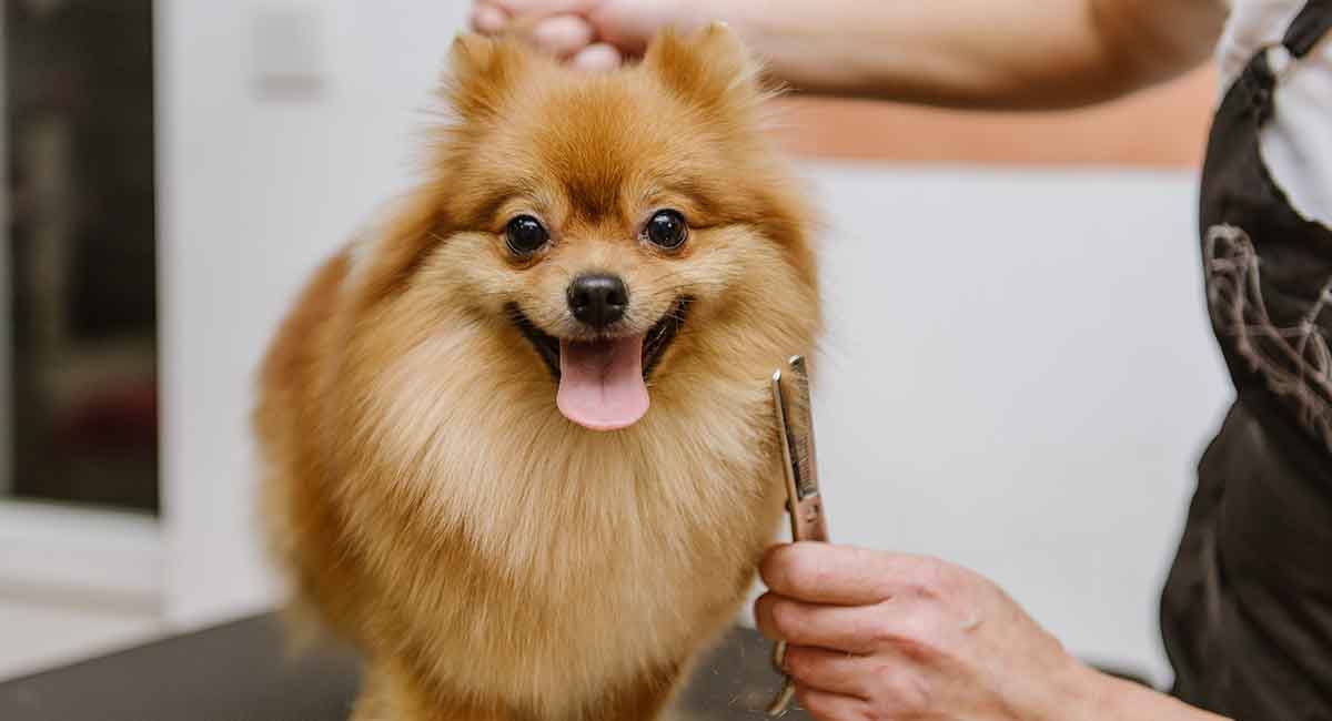 clipping a pomeranian