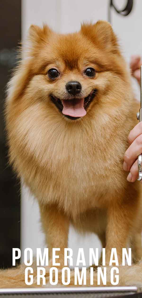 pomeranian first haircut