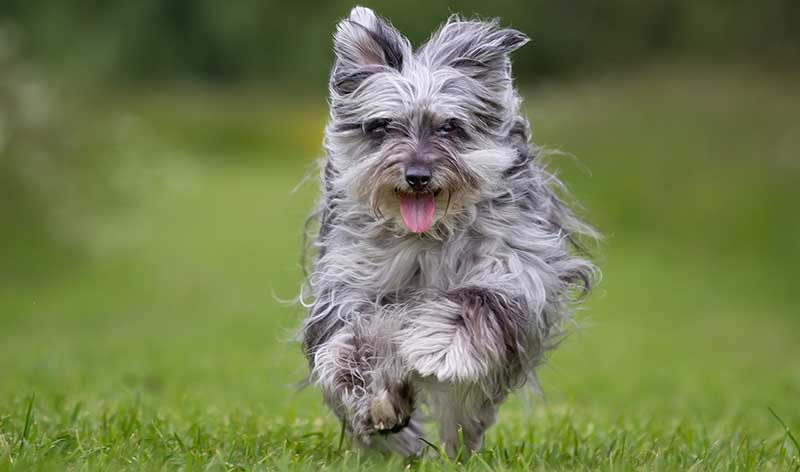 spanish dog breeds - pyrenean shepherd