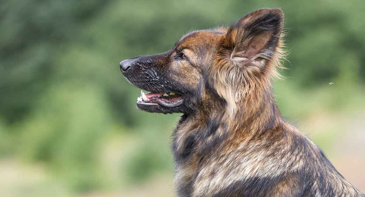 Sable german shepherd