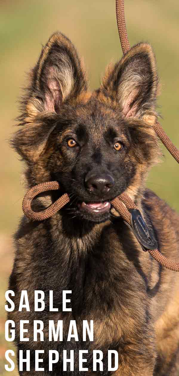 Sable German Shepherd - All The Facts About This Classic Coat Color