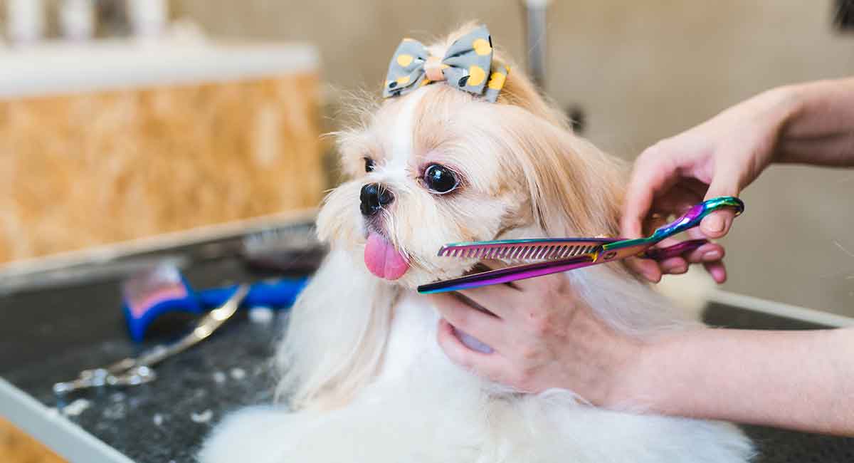 shih tzu grooming