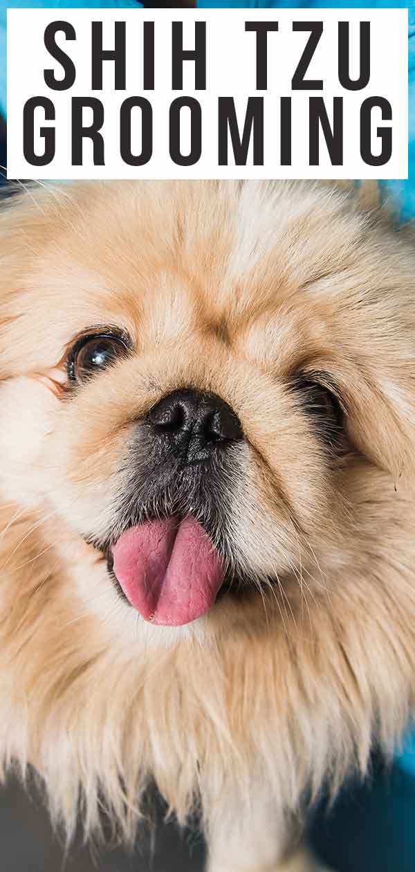 Shih Tzu Grooming Help Your Pup Look His Best