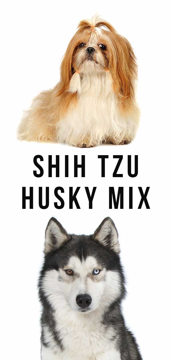 shih tzu x husky