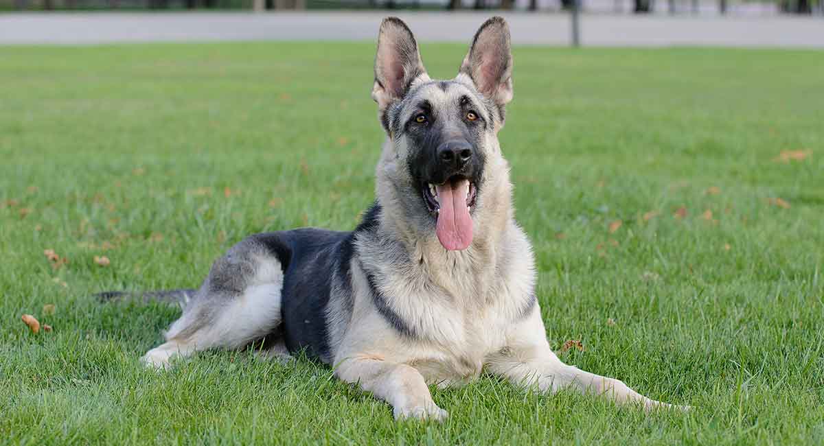 Black And Cream German Shepherd Puppies