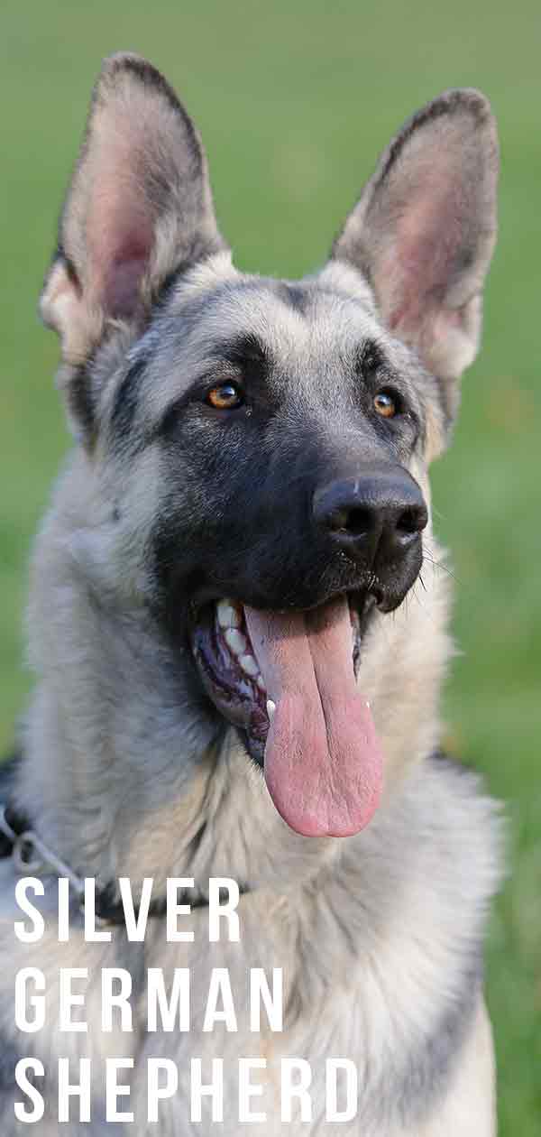 Black and silver outlet long haired german shepherd