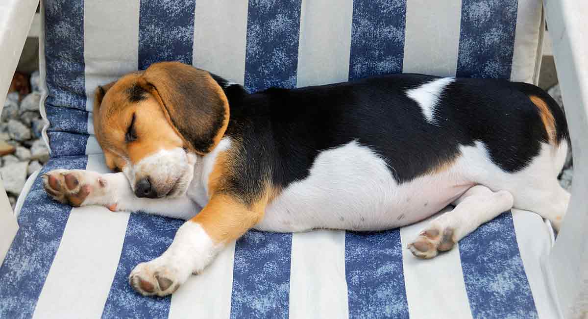 Cão Beagle adormecido