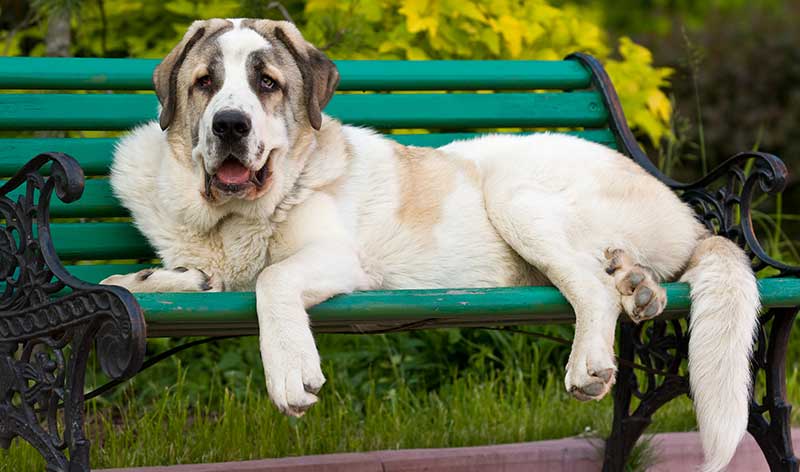 can a spanish mastiff live in spain