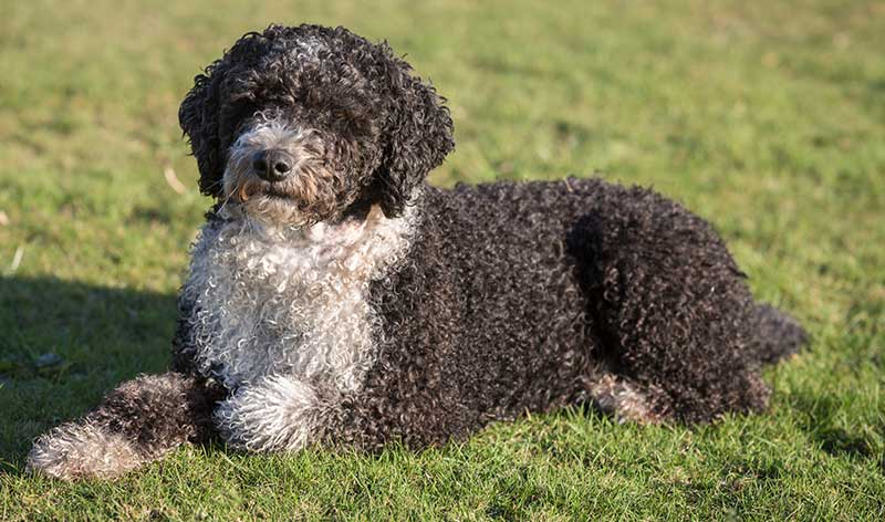 spanish water dog - spanish dog breeds