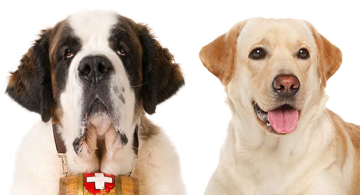 St. Bernard Lab Mix Is There Room in Your Life for the Labernard?