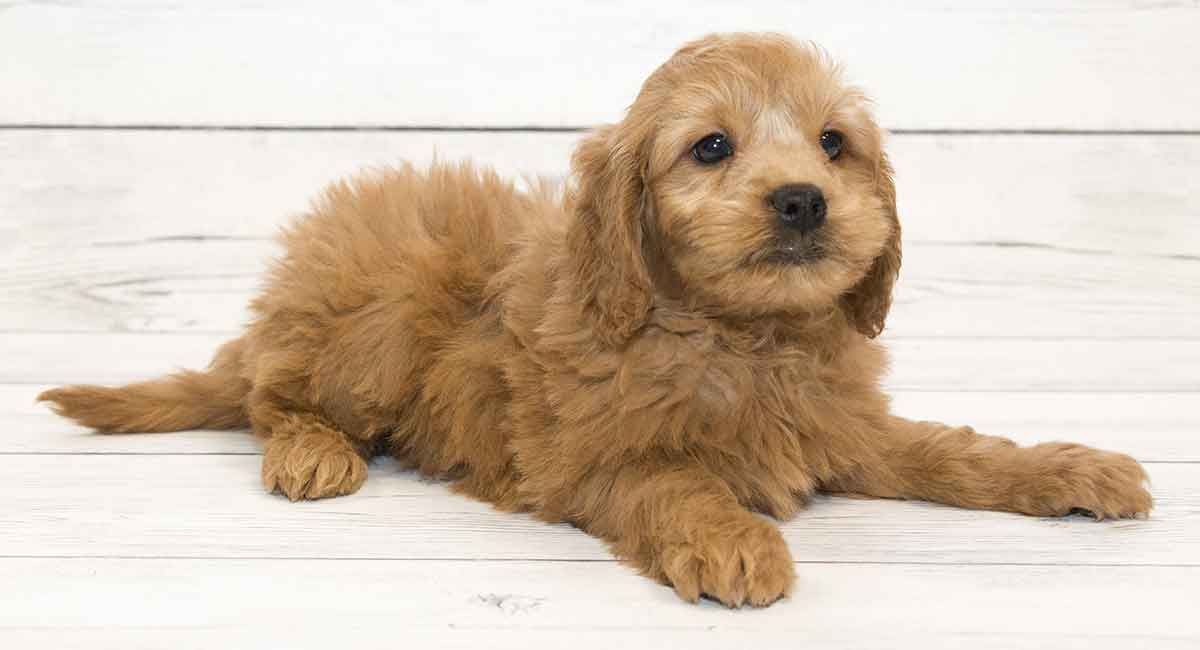 goldendoodle newborn puppies