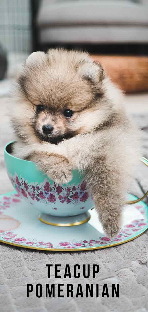 bearface teacup pomeranian