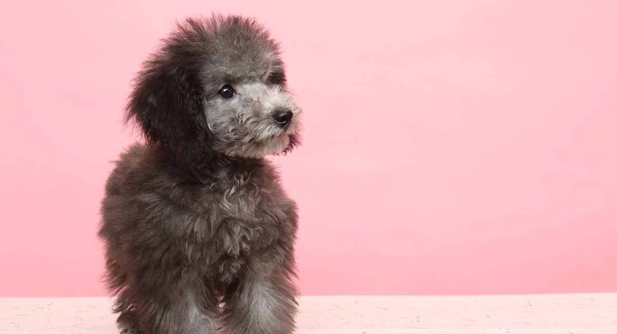 teacup poodle dog