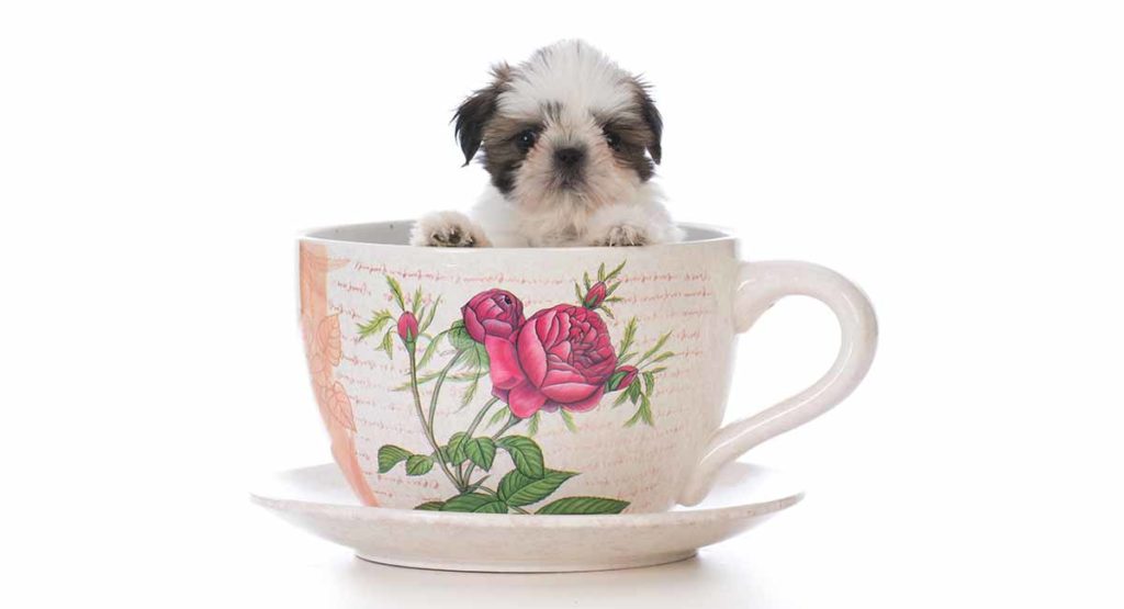 teacup shih tzu full grown