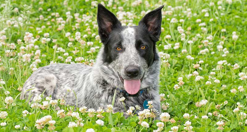 german shorthaired pointer cattle dog mix