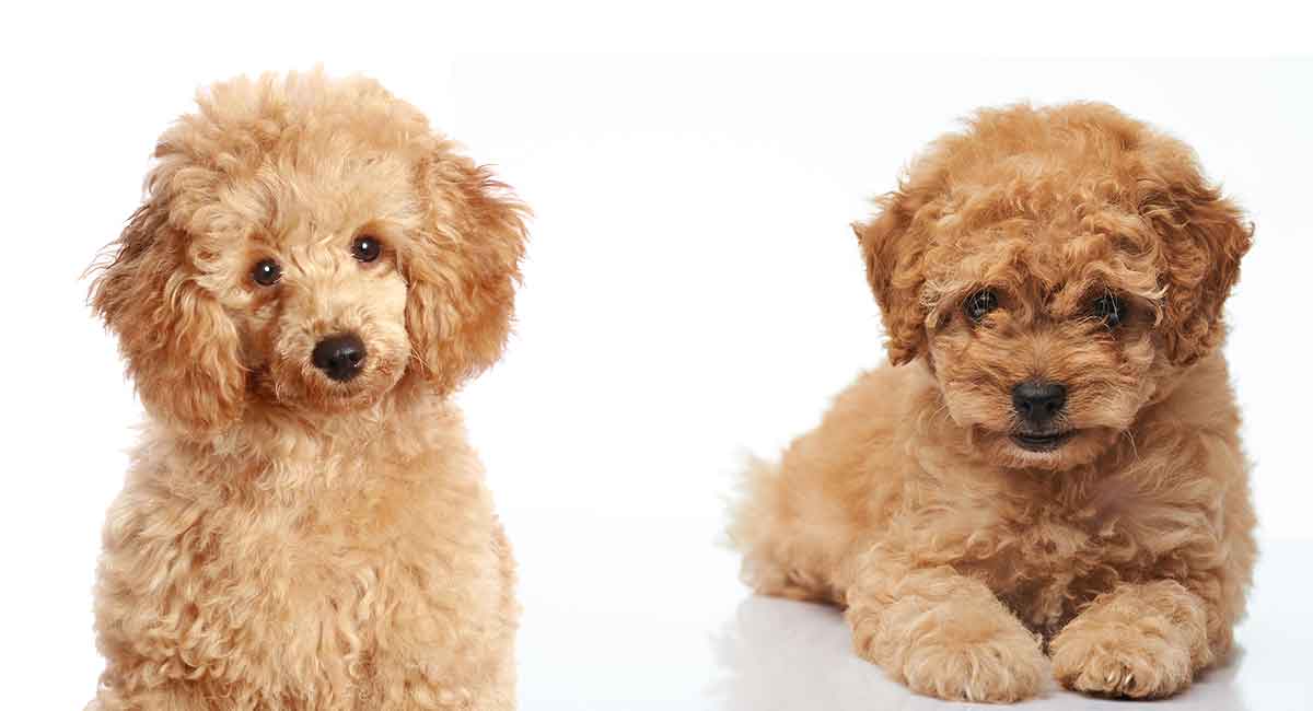 toy poodle sitting next to a miniature poodle