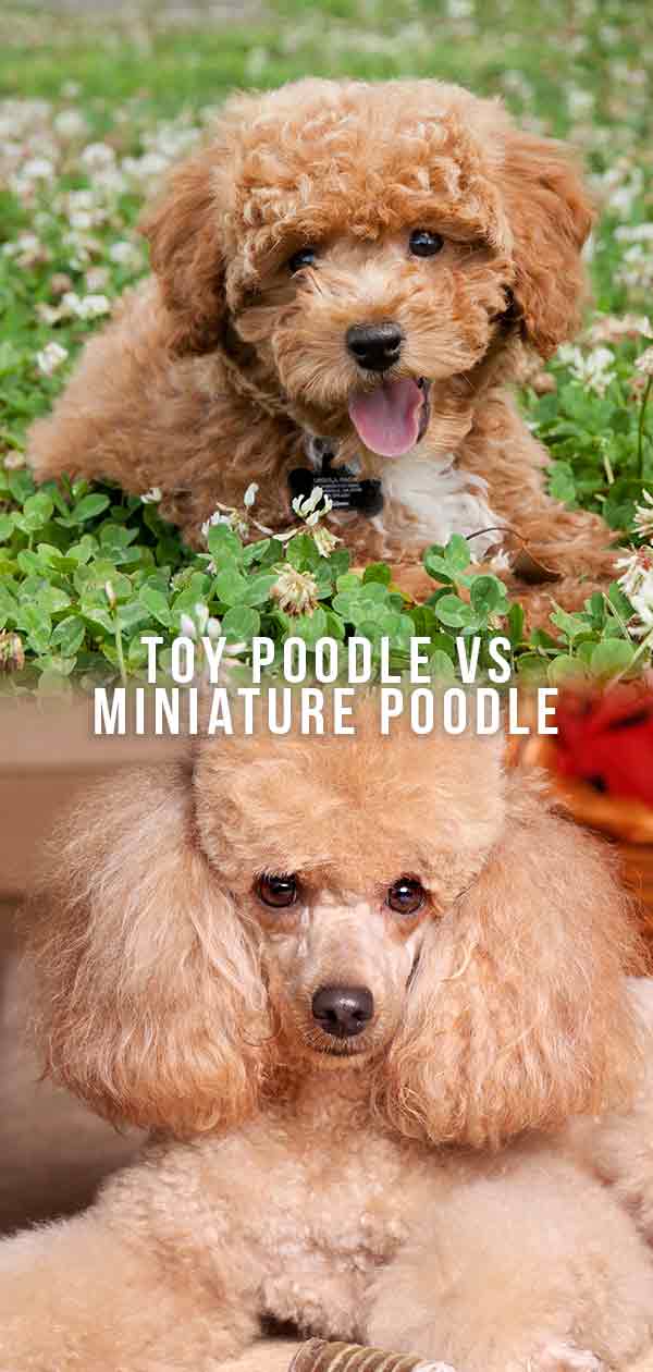 a comparison of a toy poodle next to a miniature poodle. toy poodle vs miniature poodle
