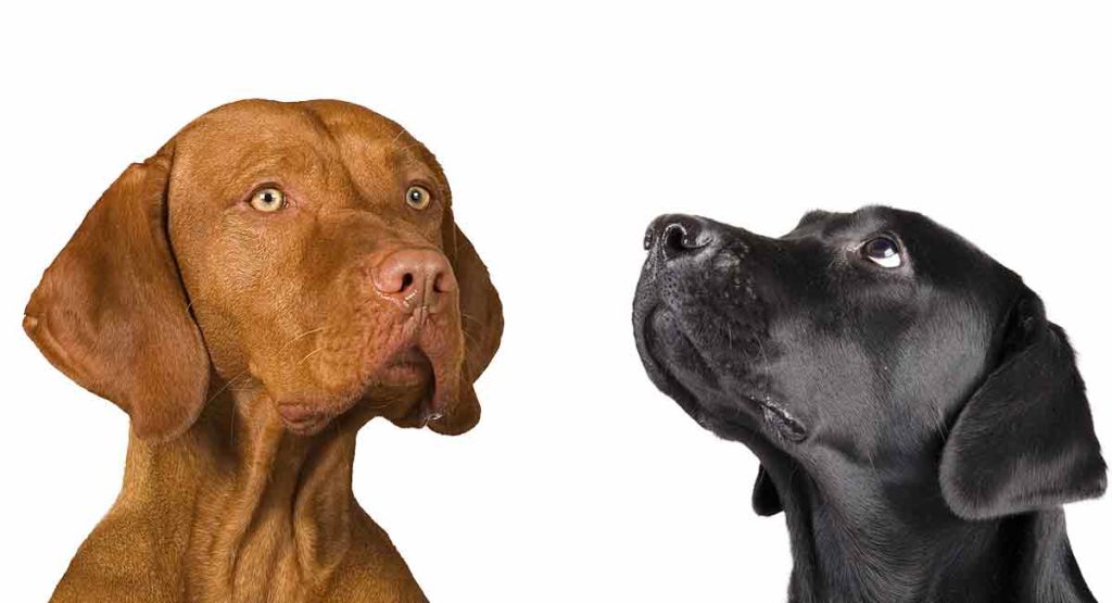 Vizsla Lab Mix Would The Vizslador Be Right For Your Family?