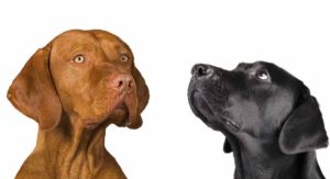 vizsla lab mix