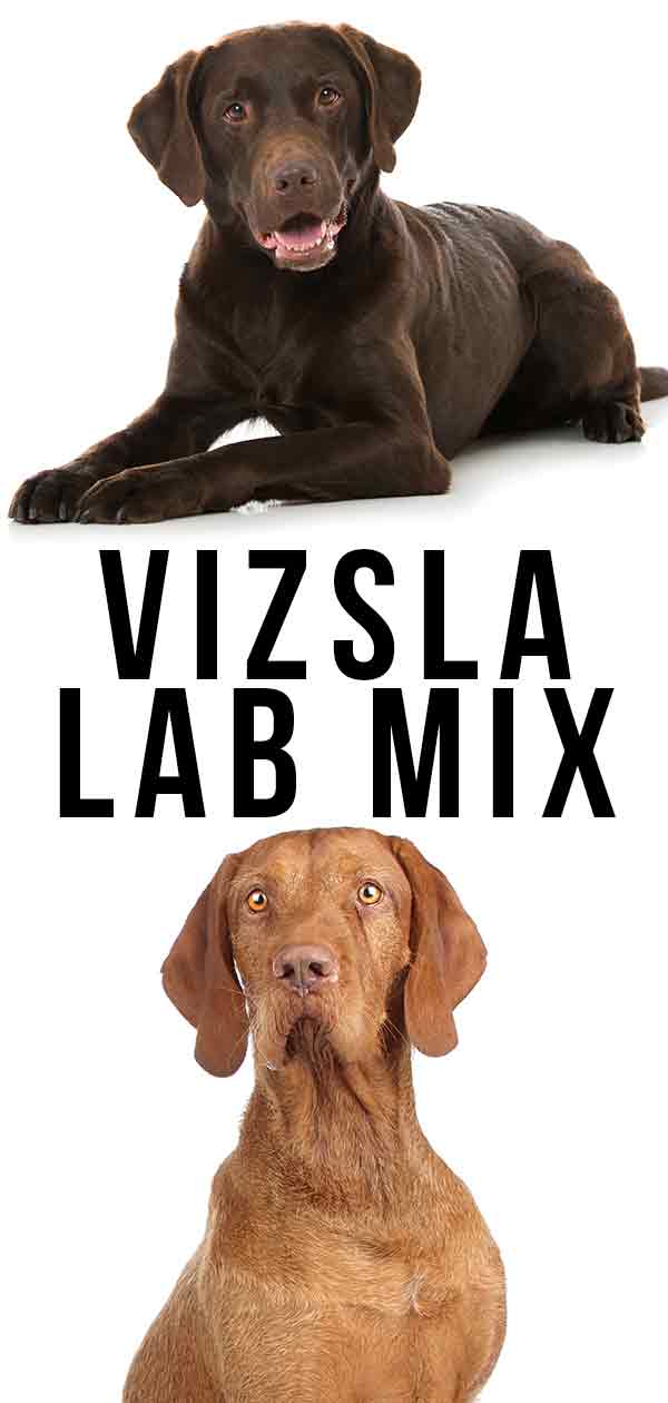 mezcla de laboratorio vizsla