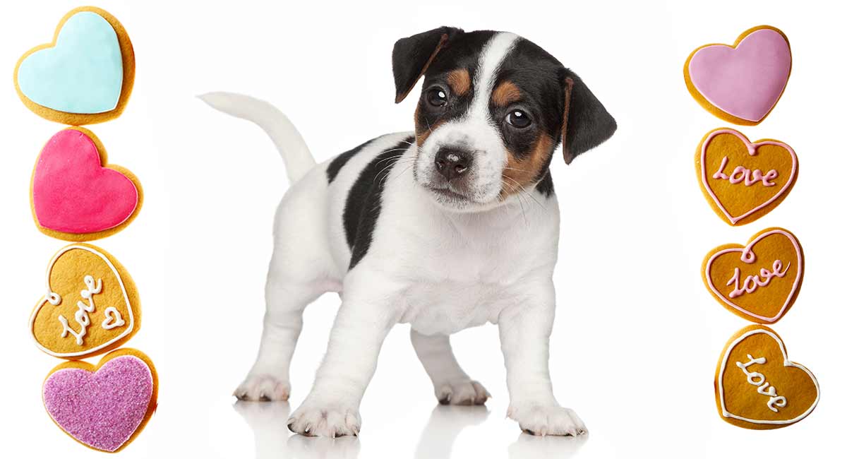 valentines dog treats